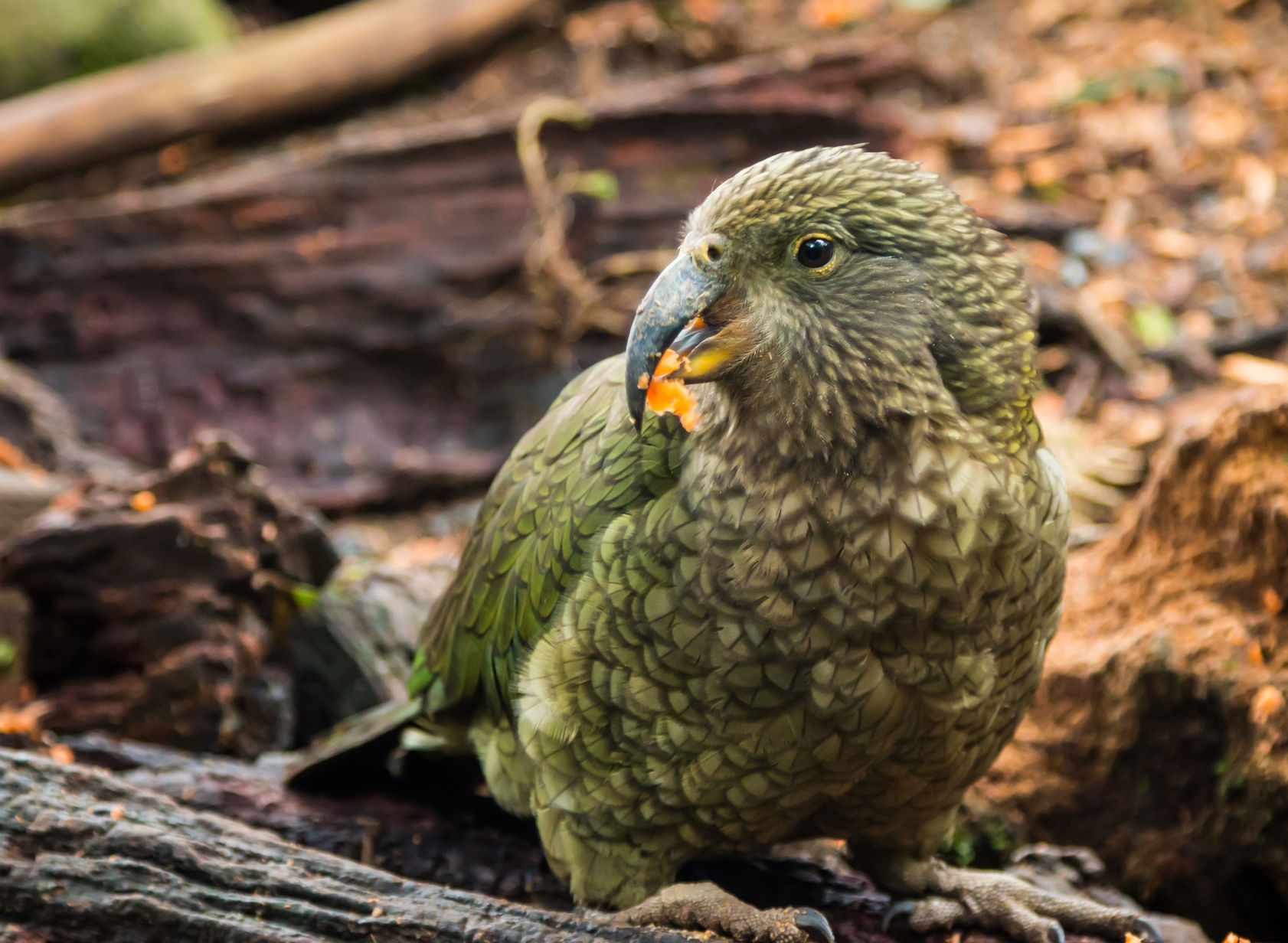 Kakapo